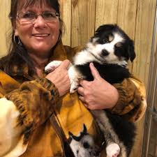 Hi, my name is Deborah Willard I have been a owner, breeder, and trainer of  Australian Shepherds for 40years now, I will be bringing in some new breeds  soon along with my