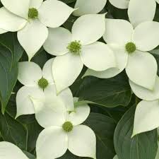 Maybe you would like to learn more about one of these? Cornus Kousa China Girl Yellow Flowering Chinese Dogwood Trees