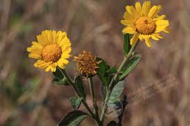 Image result for Anisopappus chinensis