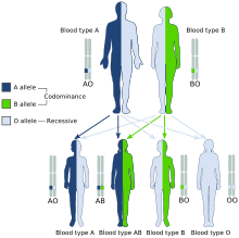 Alleles aren't always fully dominant or recessive to one another, but may instead display codominance or incomplete dominance. Codominance Biology Online Dictionary