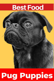 Best Dog Food For Pug Puppies Best Dog Food Pug Puppies Free Puppies