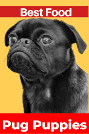 These products have been selected as they are nutritious. Best Dog Food For Pug Puppies Best Dog Food Pug Puppies Puppies