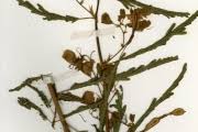 Image result for Aeschynomene cristata