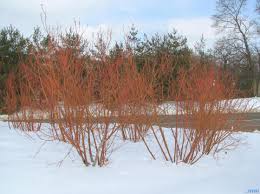 The yellow twig dogwood looks great if mixed with the red twigged dogwood. Red Osier Dogwood The Morton Arboretum