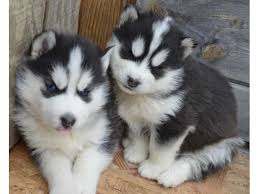 Free dog classifieds pawbe is here to help you find the perfect puppy for you and your family breeders and puppy owners can list their cute puppies here. Siberian Husky Puppies For Re Homing Animals Miami Florida Announcement 35986