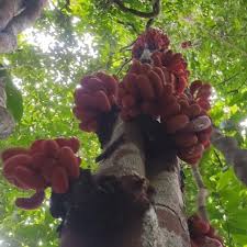 Image result for Xylopia shirensis