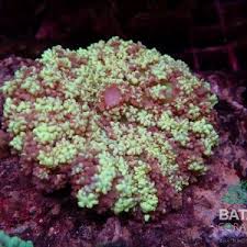 Image result for Rhaptopetalum evrardii