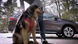 This will allow your dog to avoid people and objects, which can lead to injuries and death.5. How To Dog Proof Your Vehicle And Keep Your Pet Safe And Secure Roadshow