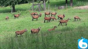 Tierhaltung im branchenbuch für neuendorf: Wunderschone Reinrassige Barbados Black Belly Schafe Sypad Com Einfach Sicher Kostenlos