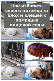 как избавиться от блох у собаки в домашних условиях Kak Izbavit Svoego Pitomca Ot Bloh I Kleshej S Pomoshyu Pishevoj Sody V 2020 G Recepty Eda Legkaya Eda