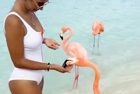 Video A Ilha Caribenha Que Permite Nadar Com Flamingos Na Praia