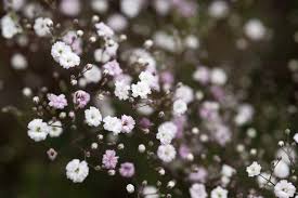 Hire a baker versed in incorporating flowers into her decorations. Gypsophila Paniculata Snowflake Bbc Gardeners World Magazine