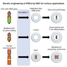 Engineering Of Human Induced Pluripotent Stem Cells Via Human Artificial Chromosome Vectors For Cell Therapy And Disease Modeling Molecular Therapy Nucleic Acids