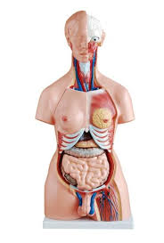This is an online quiz called torso anatomy. Reliable Quality Hot Sale Natural Size 85cm Human Anatomy Torso Model With 23 Parts Id 10867431 Buy China Human Anatomy Model Ec21