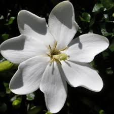 Image result for Gardenia subacaulis