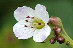 Image result for Cardamine obliqua