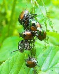 Pin On Bad Bugs