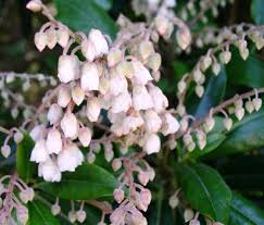 Box plants are superb for clipping into small, formal hedges which can be used to edge veg or. Clethra Lily Of The Valley Tree Hello Hello Plants Garden Supplies