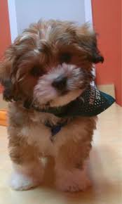 Here you will find the greatest selection of akc puppies for sale along with specialty and hybrid breeds. 36 Zuchon Puppies Ideas Puppies Teddy Bear Dog Cute Dogs