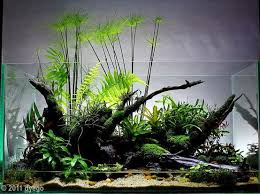 Overgrown Wabi Kusa Arrangement Aquarium Aquarium Aquascape Nature Aquarium