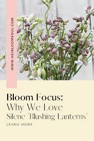 Image result for Silene