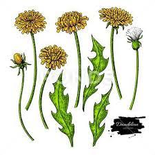 Dandelion Flower Vector Drawing Set Isolated Wild Plant And Leaves Stock Illustration Ad Drawing Set Vector Dand Dandelion Drawing Drawings Flower Drawing