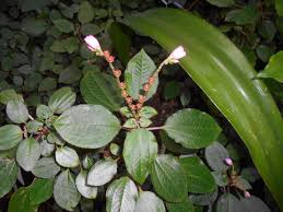 Image result for Calvoa