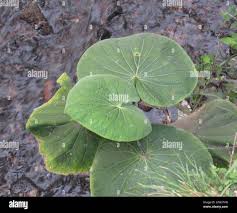 Image result for Piper umbellatum