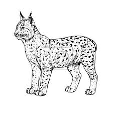 Schreibtisch neptun wilde eiche, schwarz. Hand Gezeichnet Luchs Abbildung Wandsticker Stinger Linear Luchs Myloview De