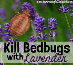 Does Lavender Repel Bed Bugs The Miracle Of Essential Oils