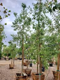 Image result for Brachychiton populneus