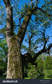 Image result for Hovenia