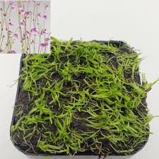Image result for Utricularia