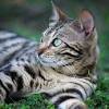 Onder meer de belgian cats, net terug van hun bronzen medaille op het ek basket, arriveerden . 5 juli 2021 cats. 1