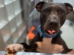 Click on the adoption center closest to you to view animals available for adoption and learn more about our adoption philosophy, process and fees. So Many People Are Trying To Adopt Or Foster Pets That Local Shelters Are Having Trouble Meeting Demand Dcist