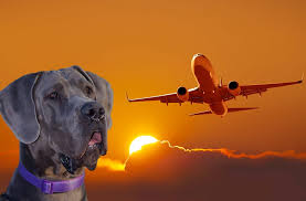 All new booking requests must be lodged via our request a quote form. Flying With A Great Dane Everything You Need To Know