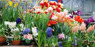 Image result for Falkia oblonga