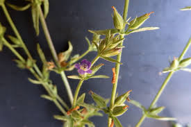 Image result for Stemodia