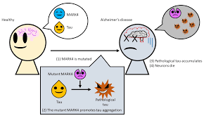 An inherited mutation is a mutation passed on from ancestors; Cause Of Alzheimer S Disease Traced To Genetic Mutation In Common Enzyme