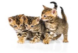 Selon le secrétaire d'état américain, une fausse ambassade américaine qui pendant plus de dix a d'après le secrétariat d'état américain, dont l'annonce a été relayée par reuters, cette fausse. Fausse Annonce Vraie Arnaque