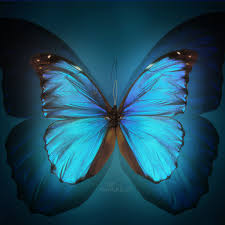 Download Free Download Butterfly Desktop Wallpaper Mobile Wallpaper 1024x1024 For Your Desktop Mobile Tablet Explore 78 Free Wallpaper Butterfly Free Butterfly Screensavers And Wallpapers 3d Butterfly Wallpaper Free Download Free
