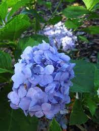 2 review(s) 5 0 5 write a review. Dear Dolores Hydrangea Hydrangea Hydrangea Not Blooming Flower Garden