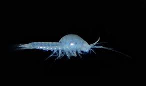 Image result for Hydrostachys insignis