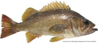 California Marine Sportfish Identification Rockfish