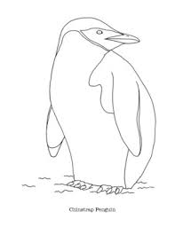 A set of colorful photo wordwall cards of popular arctic animals. Animals Of Antarctica Coloring Worksheets Teaching Resources Tpt