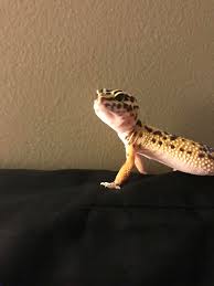 Image result for normal leopard gecko