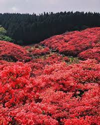 Pin On Japan Travel