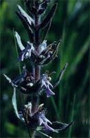 Image result for Agelanthus natalitius