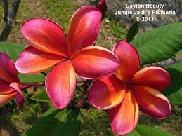 Ceylon Beauty Similar To Our Firestorm But More Delicate And Slow Growing Plumeria Nice Scent Too Amazing Flowers Plumeria Planting Flowers