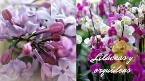 Planta liliácea, de flores grandes y hermosas : Liliaceas Y Orquideas Flores Hermosas Para Tu Casa